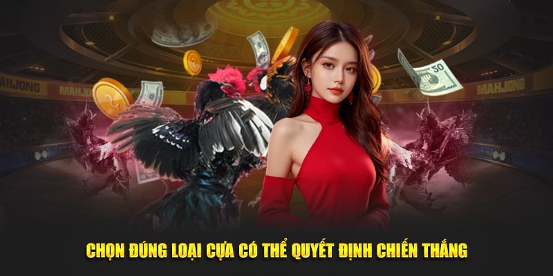 Chọn đúng loại cựa có thể quyết định chiến thắng