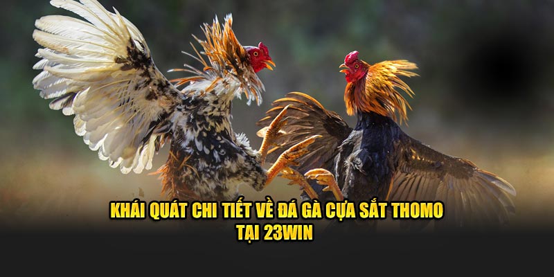 Khái quát chi tiết về đá gà cựa sắt Thomo tại 23WIN 